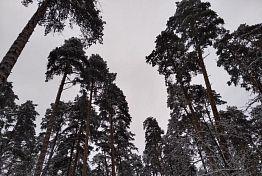 На территории Пензенской области выявили 9 нарушений лесного законодательства На территории Пензенской области выявили 9 нарушений лесного законодательства