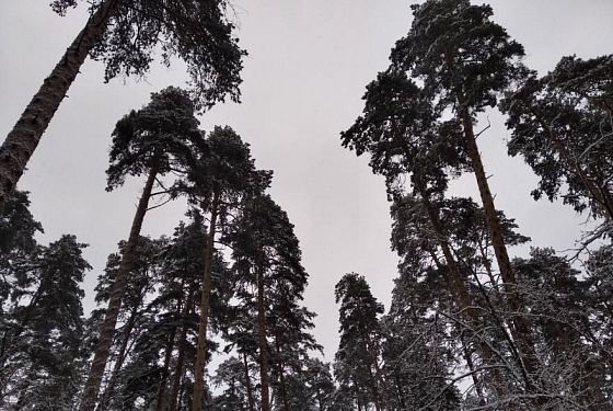 На территории Пензенской области выявили 9 нарушений лесного законодательства