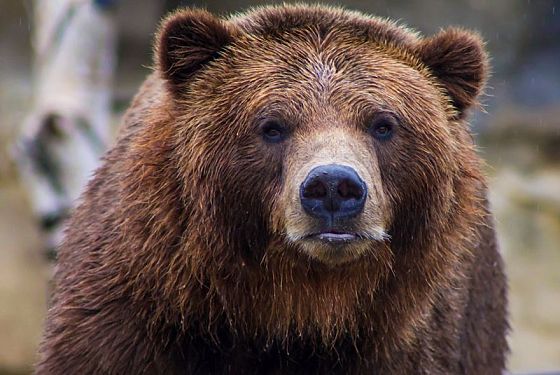 В Пензенских лесах стало больше медведей и волков, а число лис уменьшилось