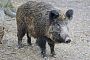 В двух районах зафиксировали очаги африканской чумы свиней, Фото pixabay.com