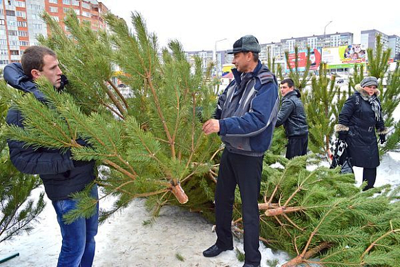 В Пензе новогодние елки будут стоить от 200 рублей за метр