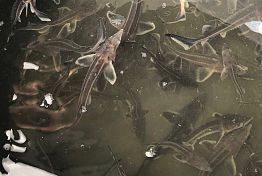 В Сурское водохранилище выпустили 20 тысяч мальков стерляди