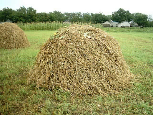 В Камешкирском районе заготовлено около 6 тысяч тонн сена