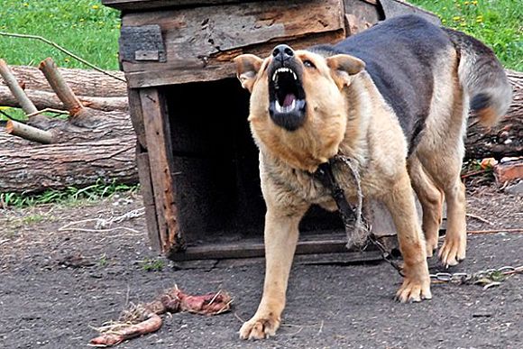 Пензенец отсудил 10 тыс. рублей за укус собаки