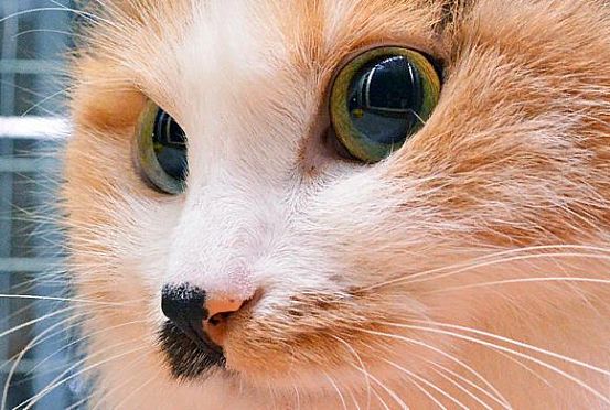 Появились фото спасения рыжего котика в Кузнецке 