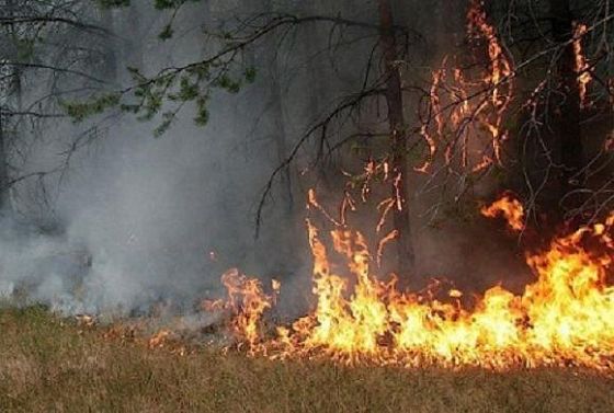 Пензенская область оперативно тушит пожары в лесах