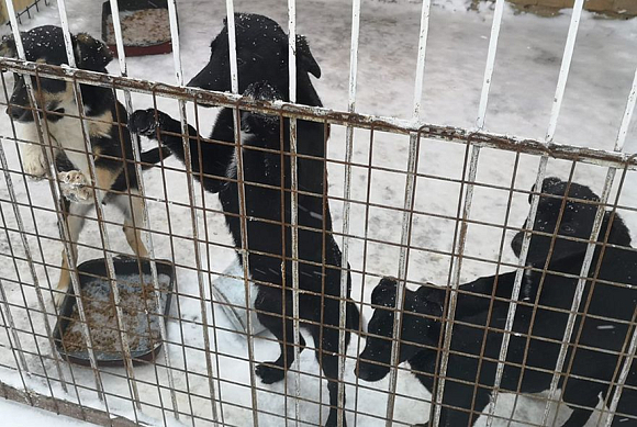 Сотрудники пензенского минсельхоза просили не перекармливать собак в приюте