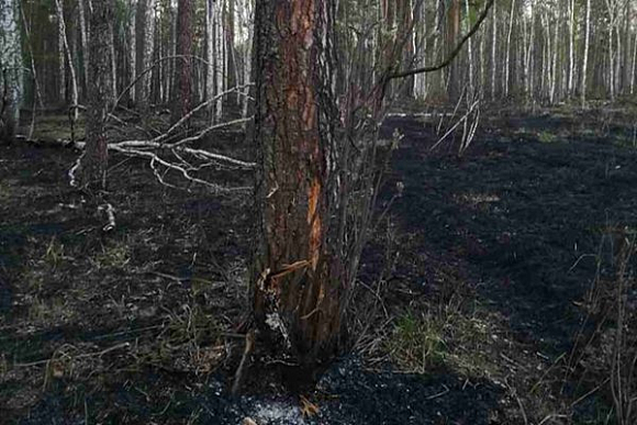 В Пензенской области из-за грозы произошло два лесных пожара