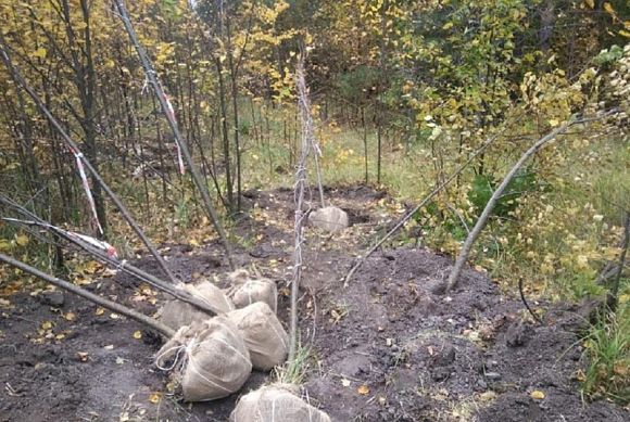 Житель Пензенской области незаконно выкопал деревья на 50 тысяч рублей