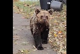 В Пензенской области медвежонок погиб при отлове