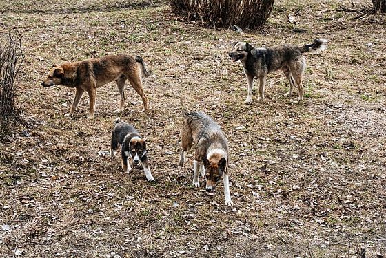 Бастрыкин затребовал отчет о нарушениях отлова бездомных собак в Пензе