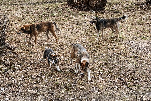 Бастрыкин затребовал отчет о нарушениях отлова бездомных собак в Пензе