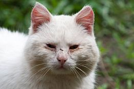 Пензенские уличные коты — галерея образов Пензенские уличные коты — галерея образов