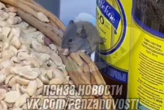 Уличная мышь «продегустировала» арахис в одном из магазинов Пензы