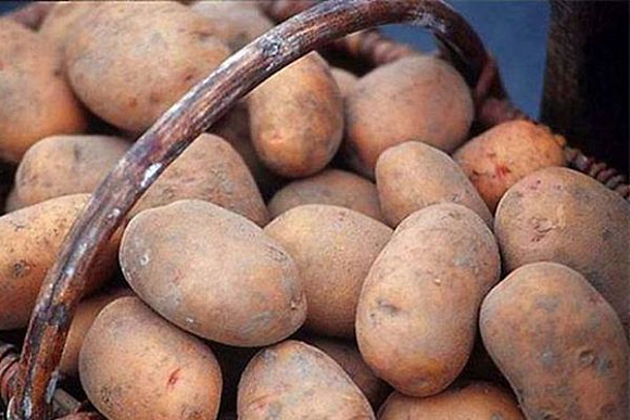 В Пензенской области планируется создать центр по получению семян картофеля