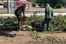В Пензе сильный ветер повалил деревья