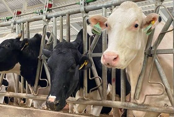 На поддержку сельхозпроизводителей Пензенской области направят 2,4 млрд рублей