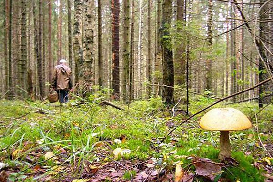 В Кузнецке лесники нашли заблудившихся грибников