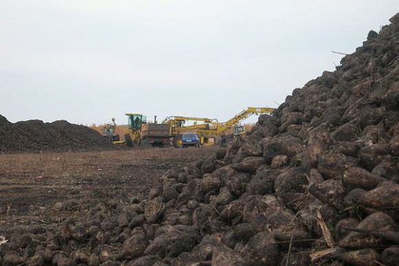 В Пензенской области будет произведено 1,3—1,4 млн. тонн сахарной свеклы