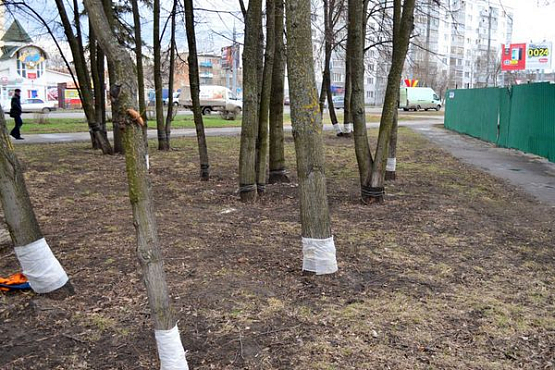 В Пензе по факту повреждения деревьев в сквере «Три гвоздики» возбуждено уголовное дело