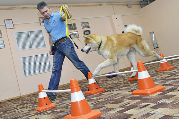 Пензенский зоопсихолог: «Такса может быть опаснее бойцовской собаки»