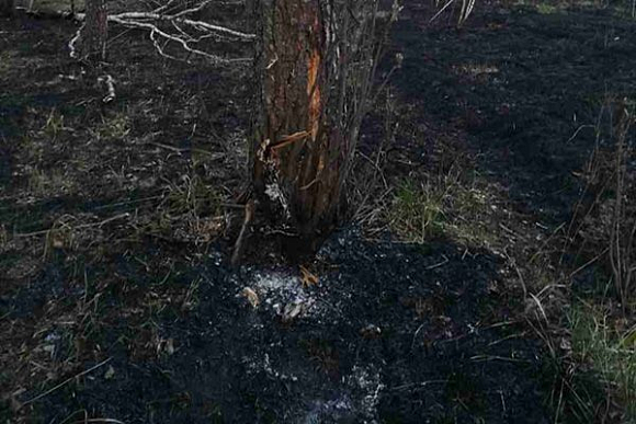 В Пензенской области ликвидировали 1,4 га лесных пожаров