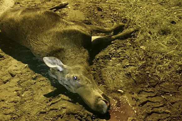 В Городищенском районе легковушка насмерть сбила лося