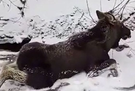 В Кузнецком районе спасли упавшего в воду лосенка