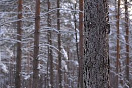 В Шемышейке осужден вырубивший сосны на 840 тыс. предприниматель
