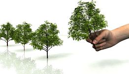 В Пензенской области посадили более 9 млн. деревьев
