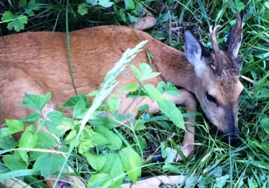 В Заречном водитель насмерть сбил косулю