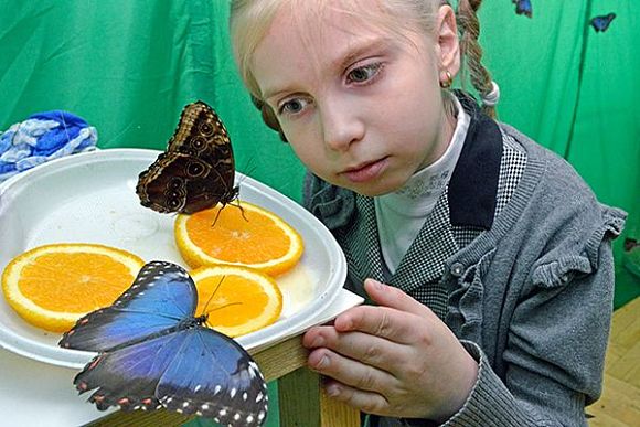Пензенцам предлагают посмотреть на пир бабочек