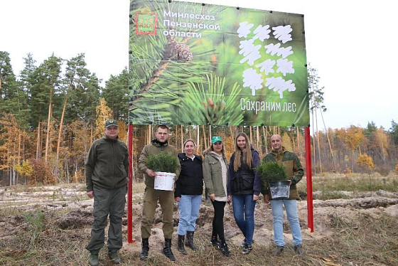 Более 5 тысяч молодых сосен высадили в Чаадаевском лесничестве