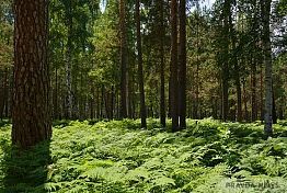 СК показал, сколько срубил пензенский замминистра лесного хозяйства