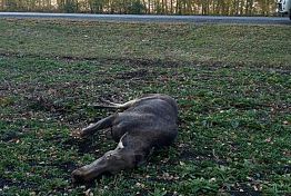В Пензенской области за ночь произошло два ДТП с лосями