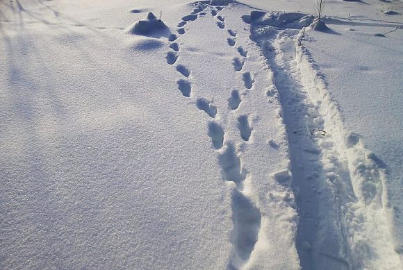 В Пензенской области нашли следы рыси