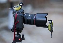 Пензенский зоопарк проводит фотоконкурс «Мы с тобой одной крови» Пензенский зоопарк проводит фотоконкурс «Мы с тобой одной крови»