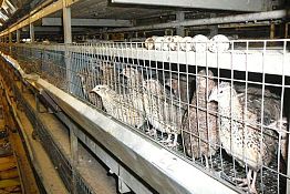 В Шемышейском районе продолжается строительство агротуристического комплекса В Шемышейском районе продолжается строительство агротуристического комплекса