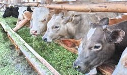 Пензенским предприятиям необходимо увеличить объемы производства мяса говядины