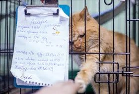 Подопечные приюта «Питомец» в новом помещении — фотоотчет  