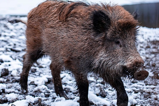 В Пензенской области остановили браконьеров, убивших 9 животных