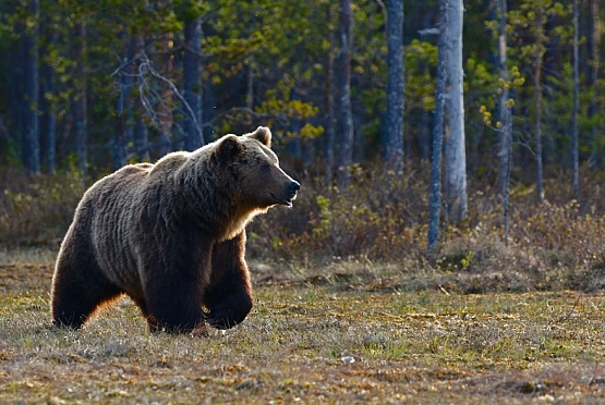 В Пензенскую область вернулись краснокнижные медведи