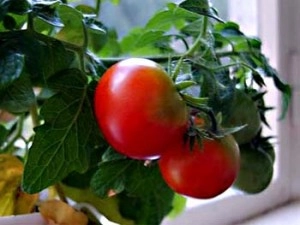 Фото||10.0-ua.com Вкус лета зимой