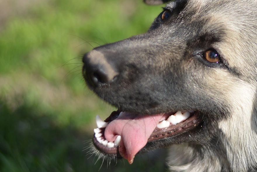 В Пензе живодер выбросил собаку из окна 7 этажа