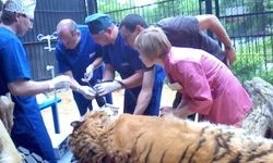 Пензенского тигра удалось вылечить