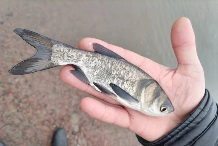 В Сурское водохранилище выпустили 70 тысяч особей молоди толстолобика