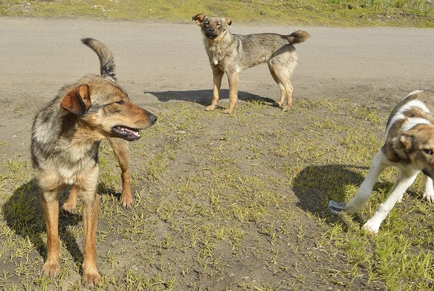 Жители Сердобска сообщили о 15 собаках, терроризирующих несколько улиц