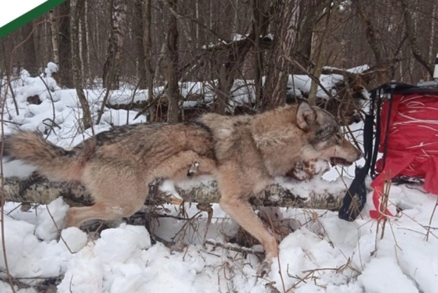 Охотники провели отстрел шести волков в Лопатинском районе