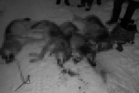 Фото minleshoz.pnzreg.ru В Минлесхозе рассказали, зачем пензенские охотники убили пять волков