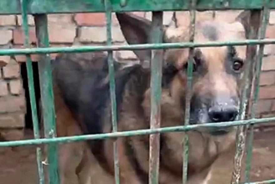 В Пензе овчарка погибшего героя СВО оказалась никому не нужна